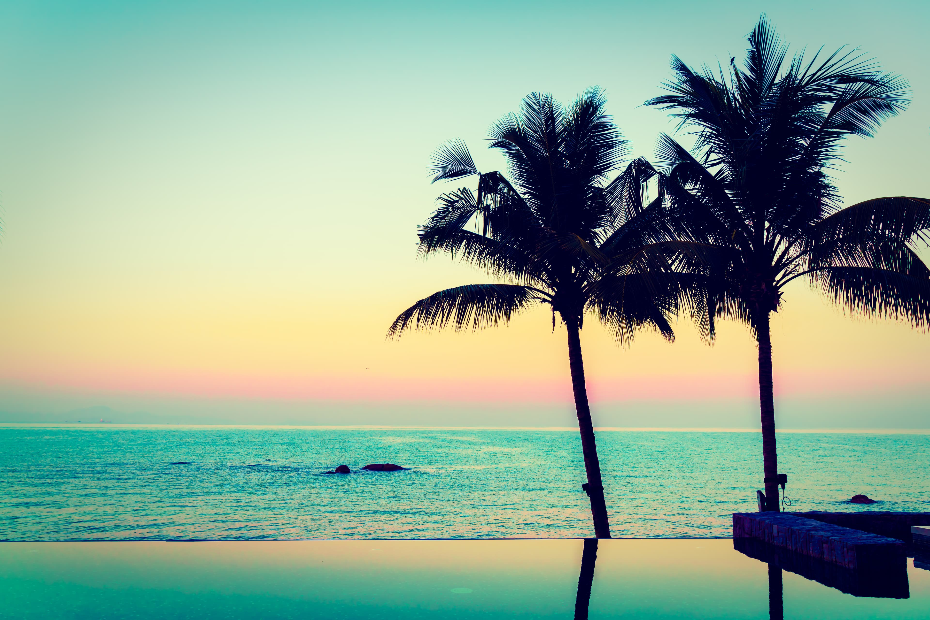 Palm trees