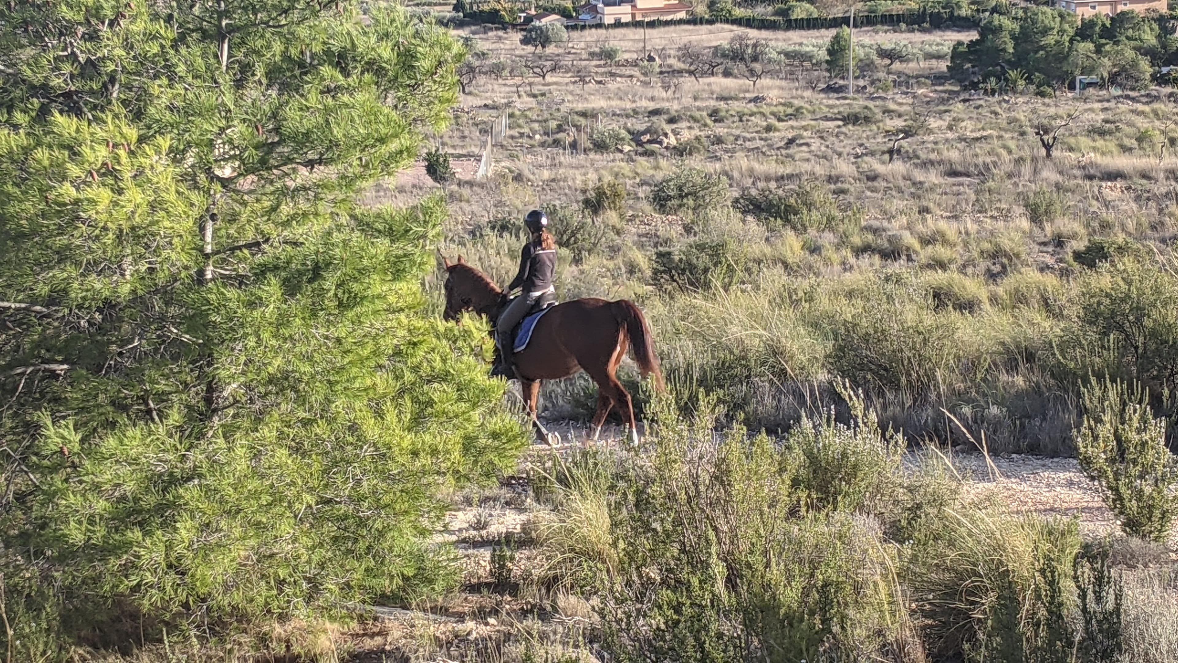 horse photo